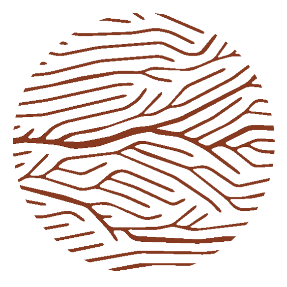 Umit Gunes on the Constructal Law logo