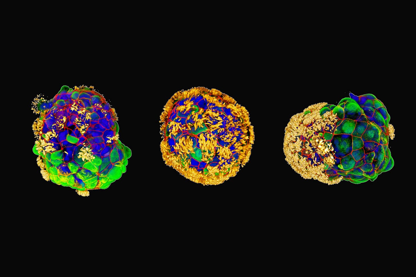 Scientists Build Tiny Biological Robots from Human Cells | Tufts Now