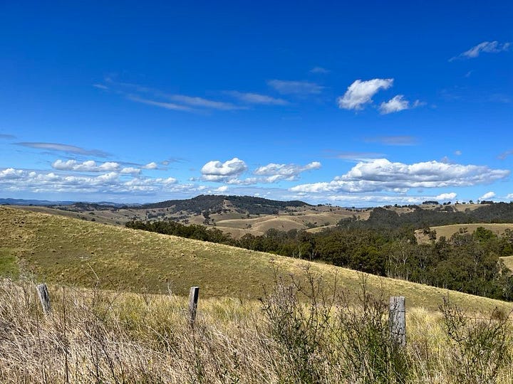 landscape, wallaby