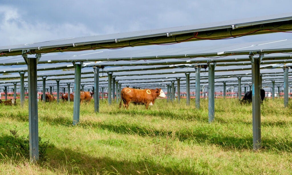 Silicon Ranch CattleTracker - Cattle Grazing under Solar Panels at Christiana Solar in TN