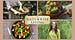 NaturWise Living