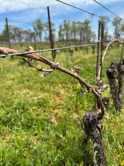 Three photos show withered shoots damaged by frost in a Maryland vineyard.