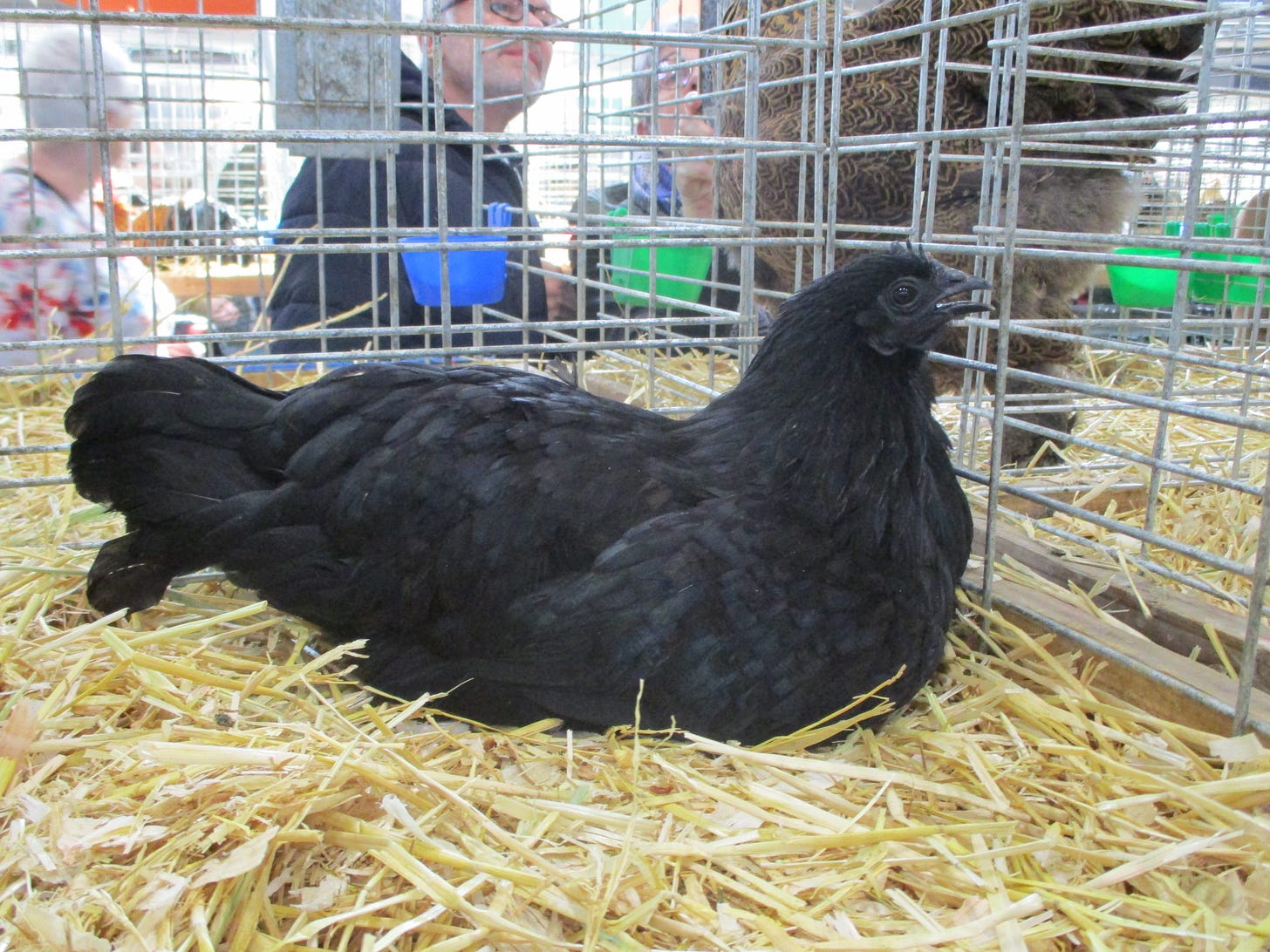 Indonesia’s Ayam Cemani, once deeply rooted in Javanese rural traditions, has transformed into one of the world’s most sought-after exotic chicken breeds. Its distinctive all-black appearance has turned a local cultural asset into a premium international commodity. 