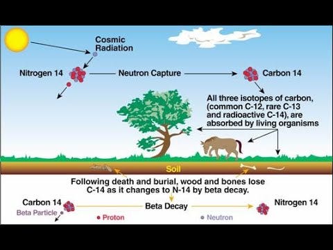 Carbon Dating Inaccurate: "Major Flaws" says Cornell Study, Serious ...