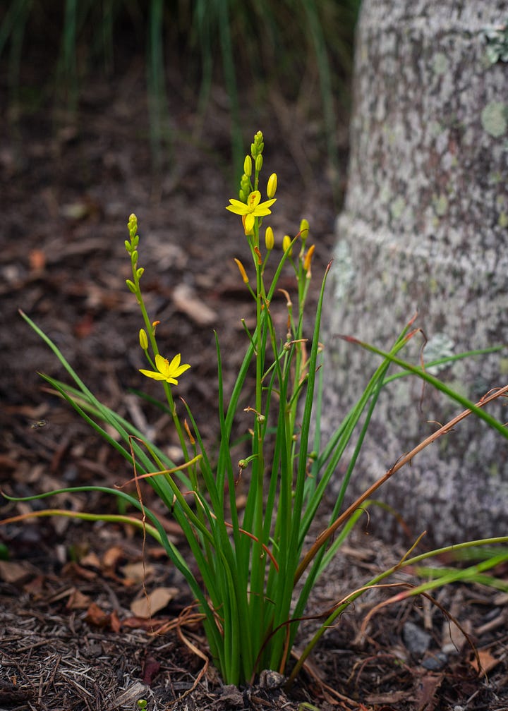 Australian native garden
