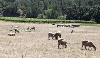 A - Somerston - grazing sheep and vineyard A - Somerston - grazing sheep and vineyard