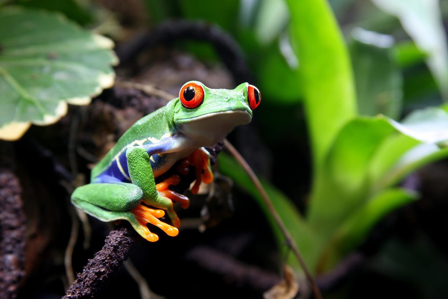 Red-eyed tree frog hiding in a habitat