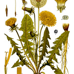 Judson Carroll, Master Herbalist