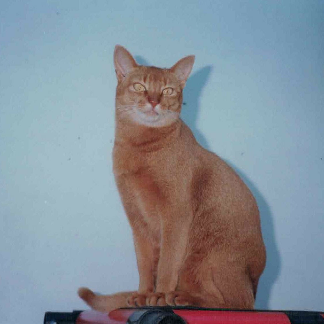 Towards Extinction: Boomer Perspectives