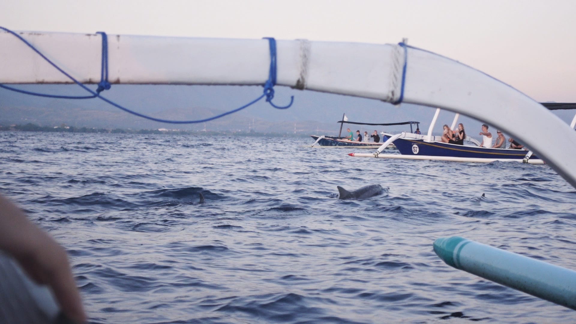 lumba-lumba di pantai lovina.