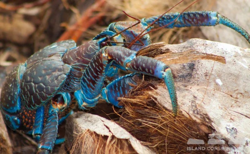 A blue crab on a rock

AI-generated content may be incorrect.