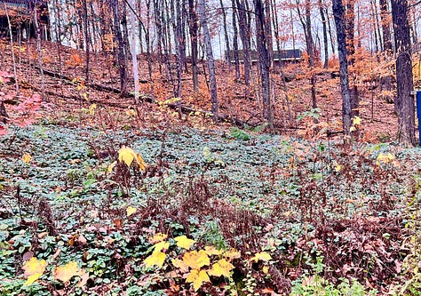 Fall forest of mostly leafless trees and green ground cover plants spreading far.