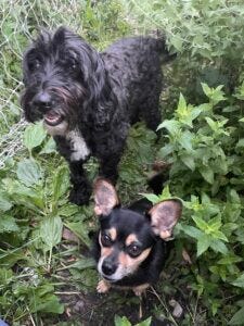 pictures of echinacea, sambucus, and canis