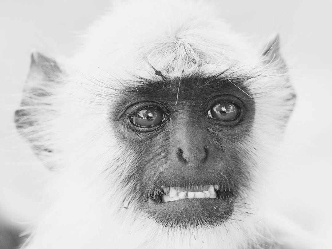 grayscale photo of primate