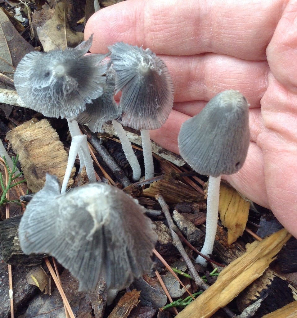 Several Coprinopsis lagopus mushrooms with my hand for scale Several Coprinopsis lagopus mushrooms with my hand for scale
