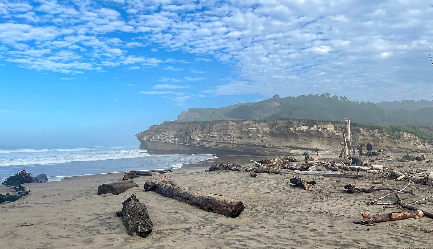 Sand beach scattered with driftwood logs, with layered sandstone cliffs rising through coastal fog in the background and a few distant figures walking the shoreline. Sand beach scattered with driftwood logs, with layered sandstone cliffs rising through coastal fog in the background and a few distant figures walking the shoreline.