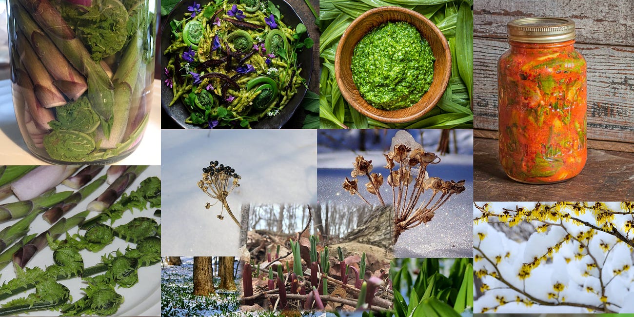 26 Spring Foods To Forage For In 2026
