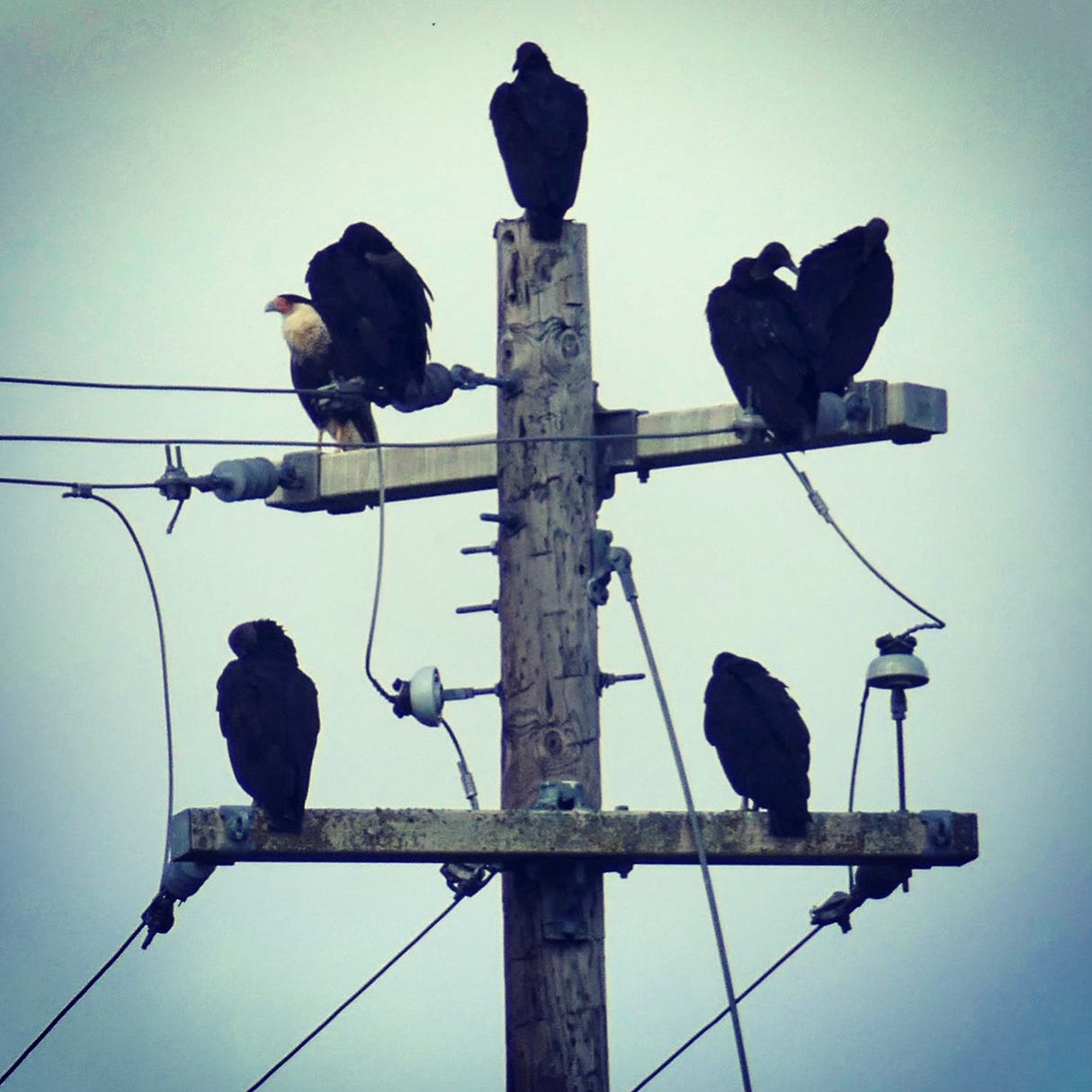 Photo of caracara in telephone pole with half-dozen black vultures Photo of caracara in telephone pole with half-dozen black vultures