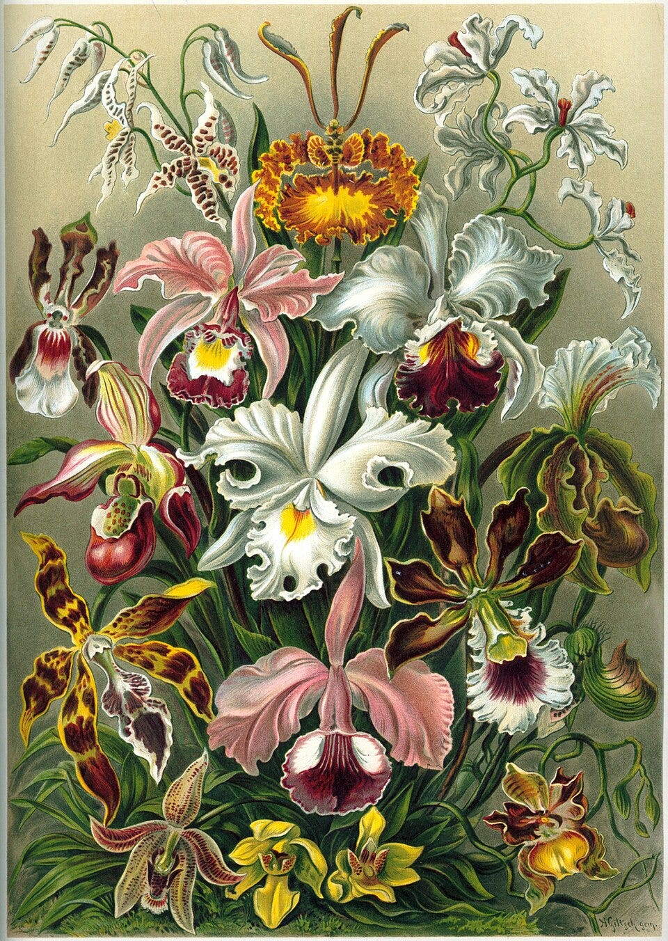 Ernst Haeckel, Orchidaceae, from Kunstformen der Natur (1904)