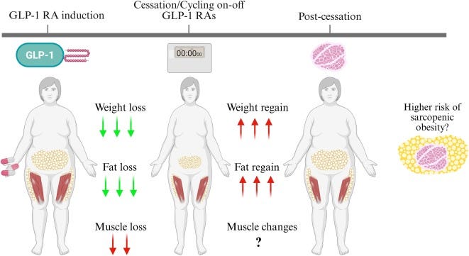 Weighing the risk of GLP-1 treatment in older adults: Should we be  concerned about sarcopenic obesity? - ScienceDirect
