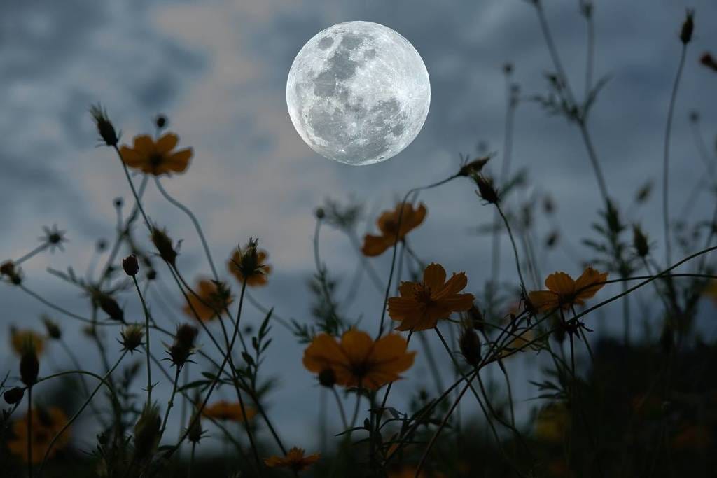 May's Full Flower Moon Will Peak On Monday May 12th