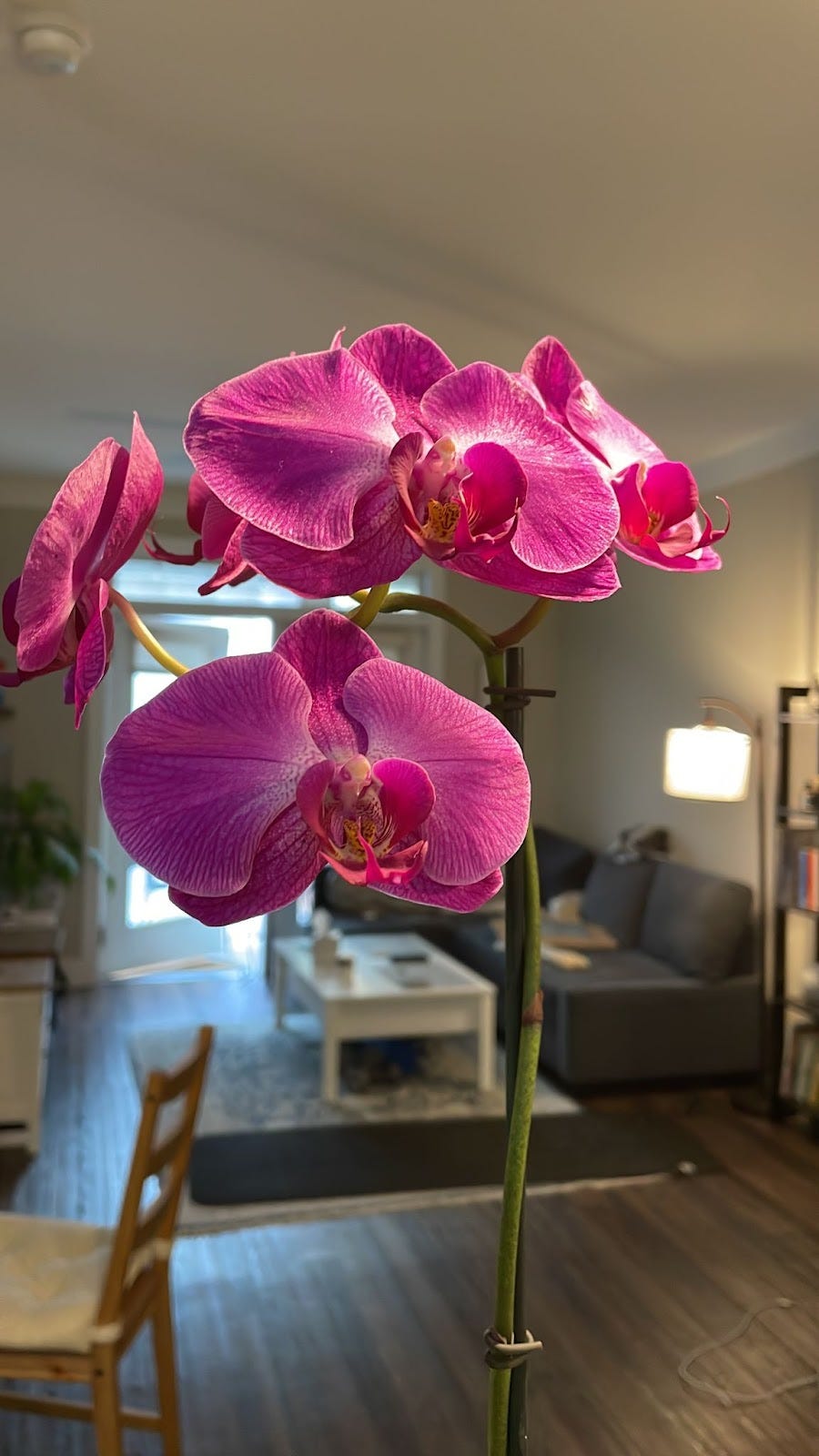 A pink orchid is featured, with a tidy and well laid out home in the background