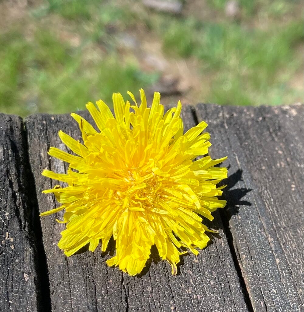 dandelion.jpeg
