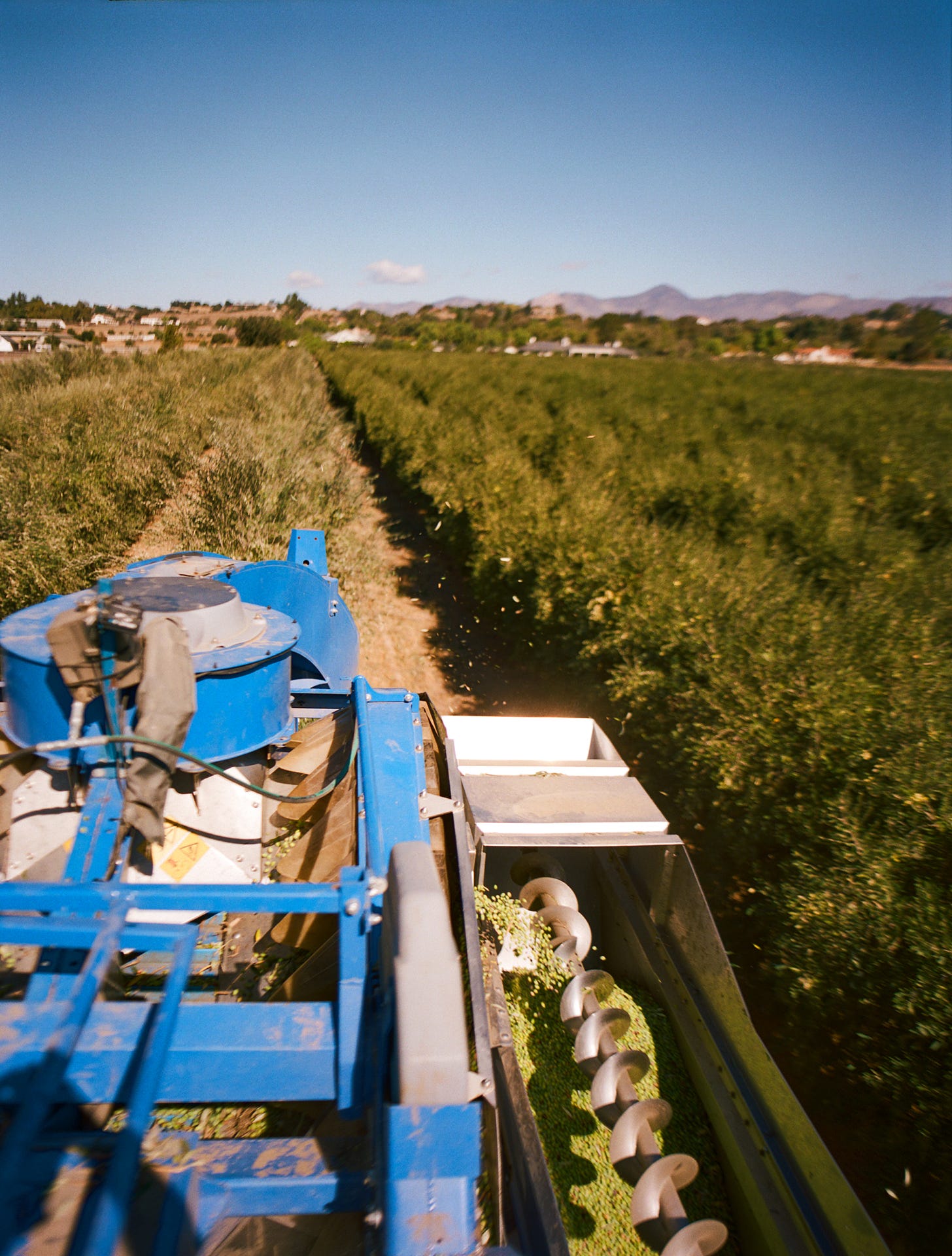 Harvesting olives