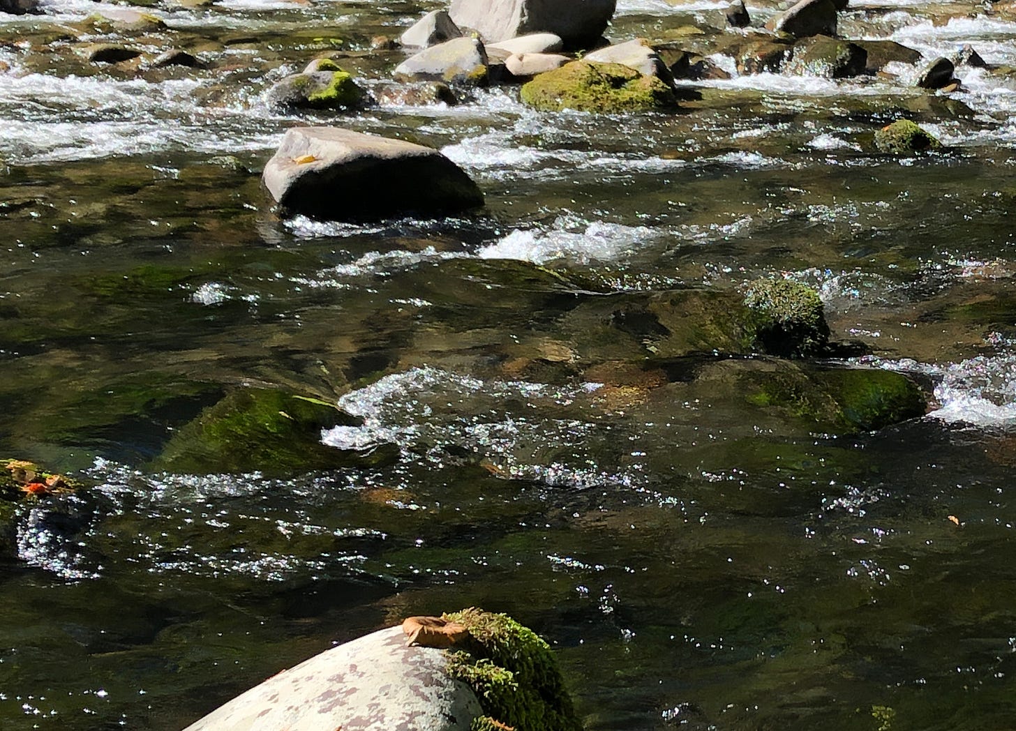 Close view of white riffles in clear water, with mossy rocks rising above the surface.