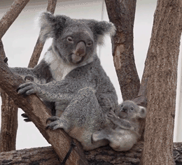 A mom/baby koala pair on a branch, baby scratches and nearly falls off	