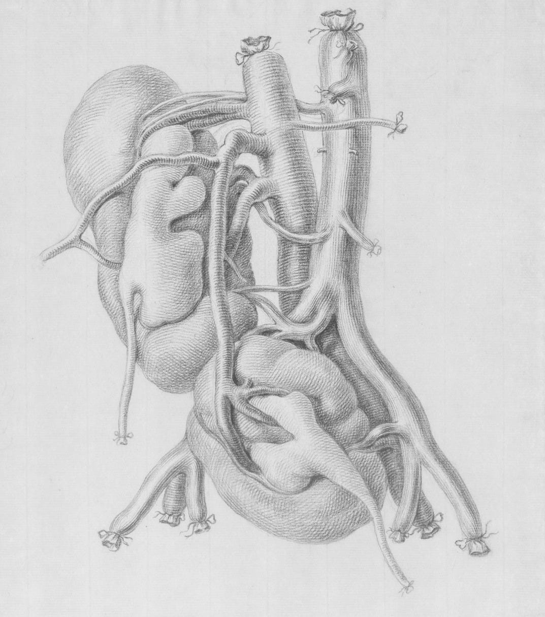 a drawing of a human body with the organs exposed