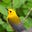 Notes from an Ohio Backyard's avatar