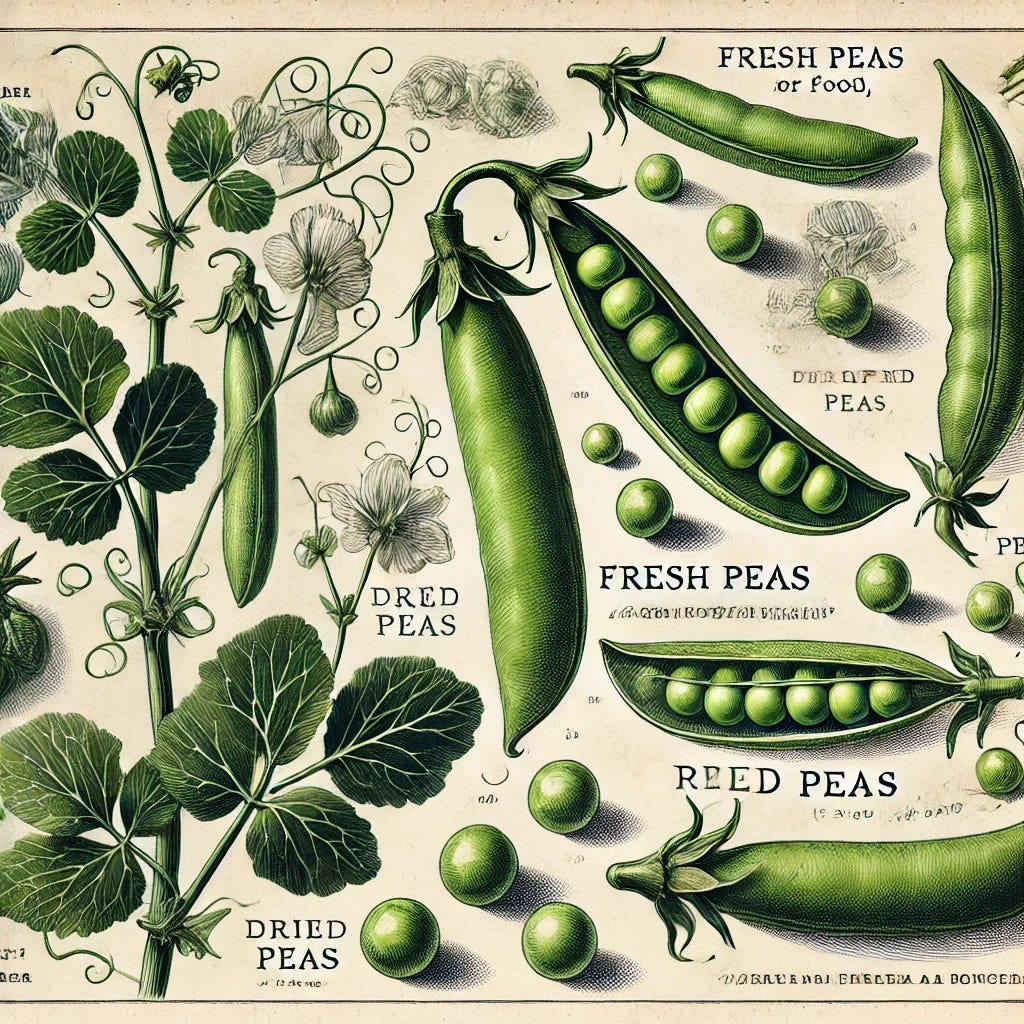 A detailed scientific-style illustration of peas in an old-fashioned, hand-drawn botanical style. The image features pea plants with their green vines, leaves, and pods, showing both unopened pods and those revealing the peas inside. Annotations point out the uses of peas for food, including fresh peas and dried peas, with labels in vintage-style font. The illustration is set against a neutral background, resembling a classic botanical plate.