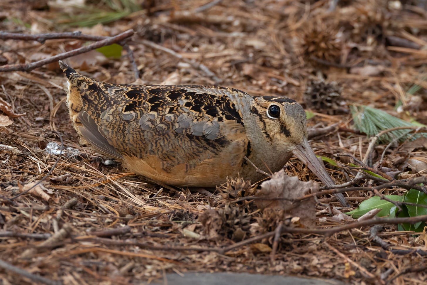 an american woodcock in pine leaf litter, sorta stretched out and facing right