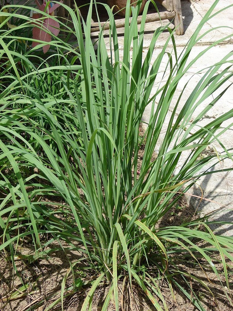 http://Starr%2520080531-4967%2520Cymbopogon%2520citratus.jpg http://Starr%2520080531-4967%2520Cymbopogon%2520citratus.jpg