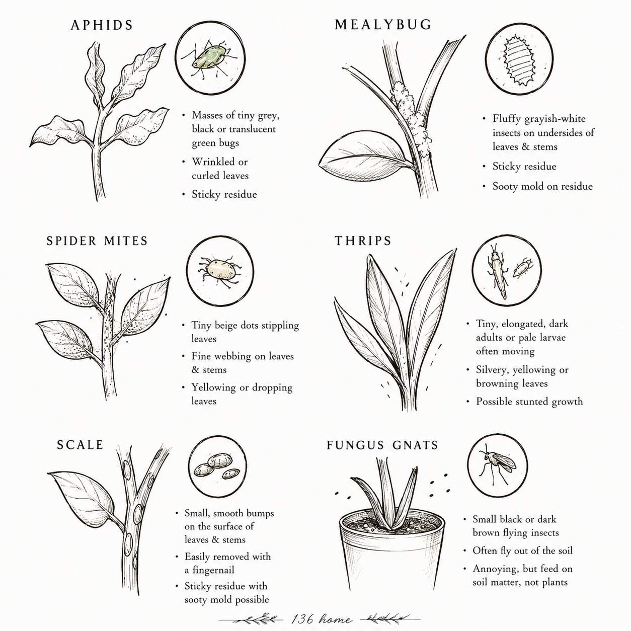 Indoor plant pest infographic. Indoor plant pest infographic.