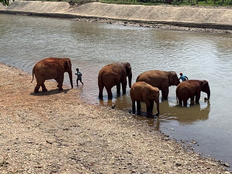elephants