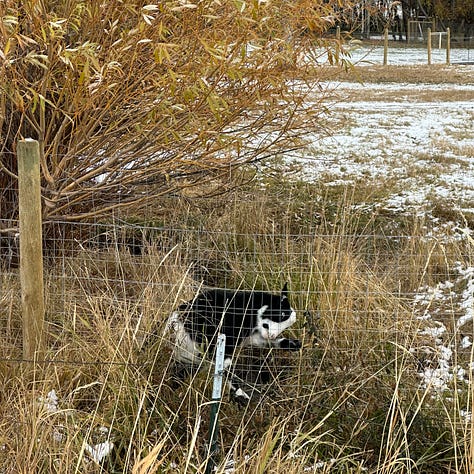Pictures of a goat trying to reach new forage