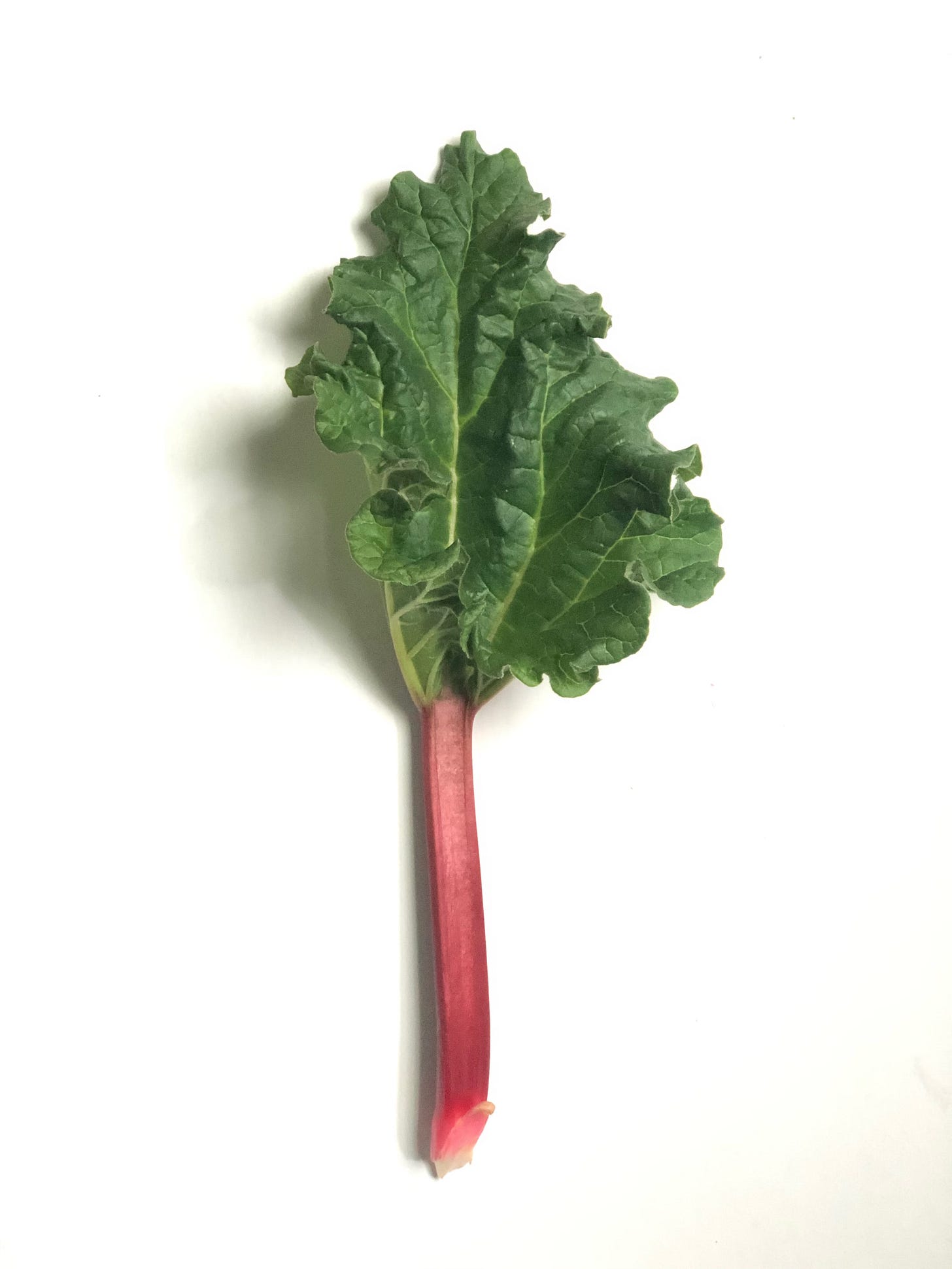 rhubarb stalk