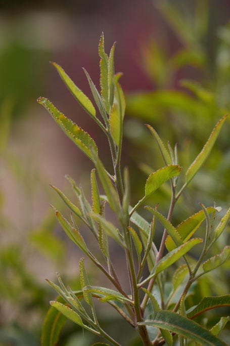small sunny garden, desert garden, tree following, vauquelinia, californica, arizona rosewood, amy myers, photography