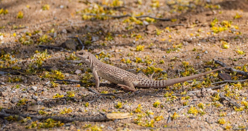 20260327-Marana-110-Edit 3.jpg 20260327-Marana-110-Edit 3.jpg