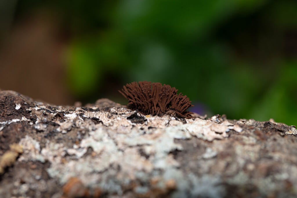 Against a bright green background, a close-up of a lichen-covered log with a dark brown slime mold on top. The slime mold is soft-looking brown tubes arranged in a semicircle, like half of a pompom or a koosh ball.
