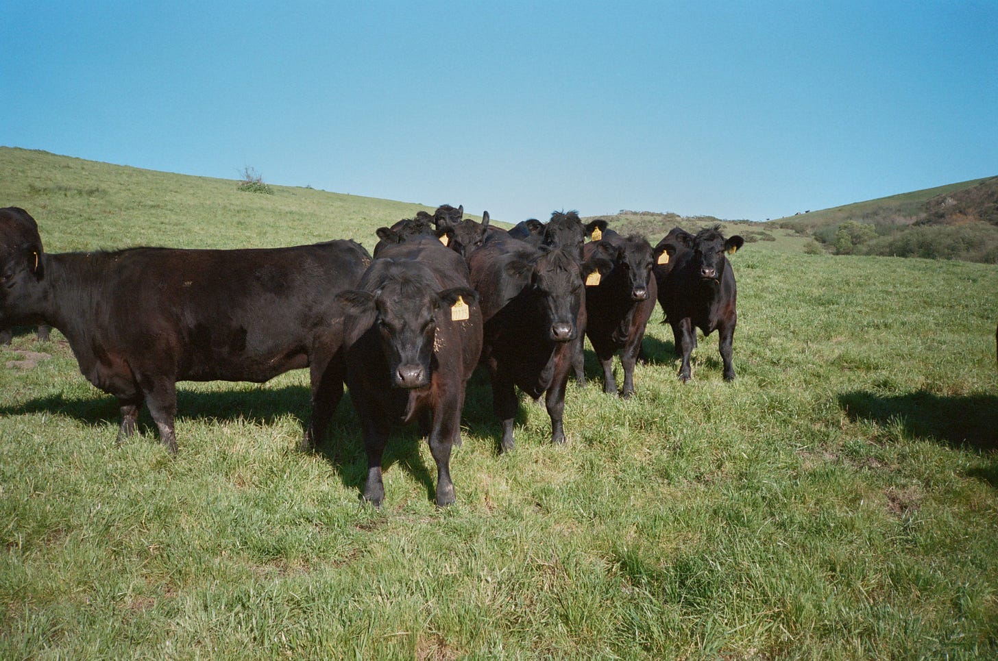 Stemple Creek cows and a bull