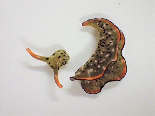 ***EMBARGOED UNTIL 16.00 GMT, MON MARCH 8TH (11:00 ET)*** This image shows the head (left) of Elysia cf. marginata just after autotomy (self-amputation) of its body (right) See SWNS story SWNNslug Meet the sea slug that severs its own HEAD before regenerating a brand new body! Some species can lose and then regenerate a tail or limb. But now scientists have discovered two species of sacoglossan sea slug that can go even further, shedding and then regenerating a whole new body...complete with a heart and other internal organs. The researchers suggest that the slugs may use the photosynthetic ability of chloroplasts they incorporate from the algae in their diet to survive long enough for regeneration.