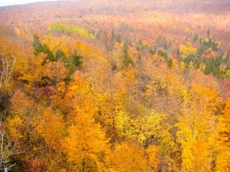 A high angle view of a forest

Description automatically generated