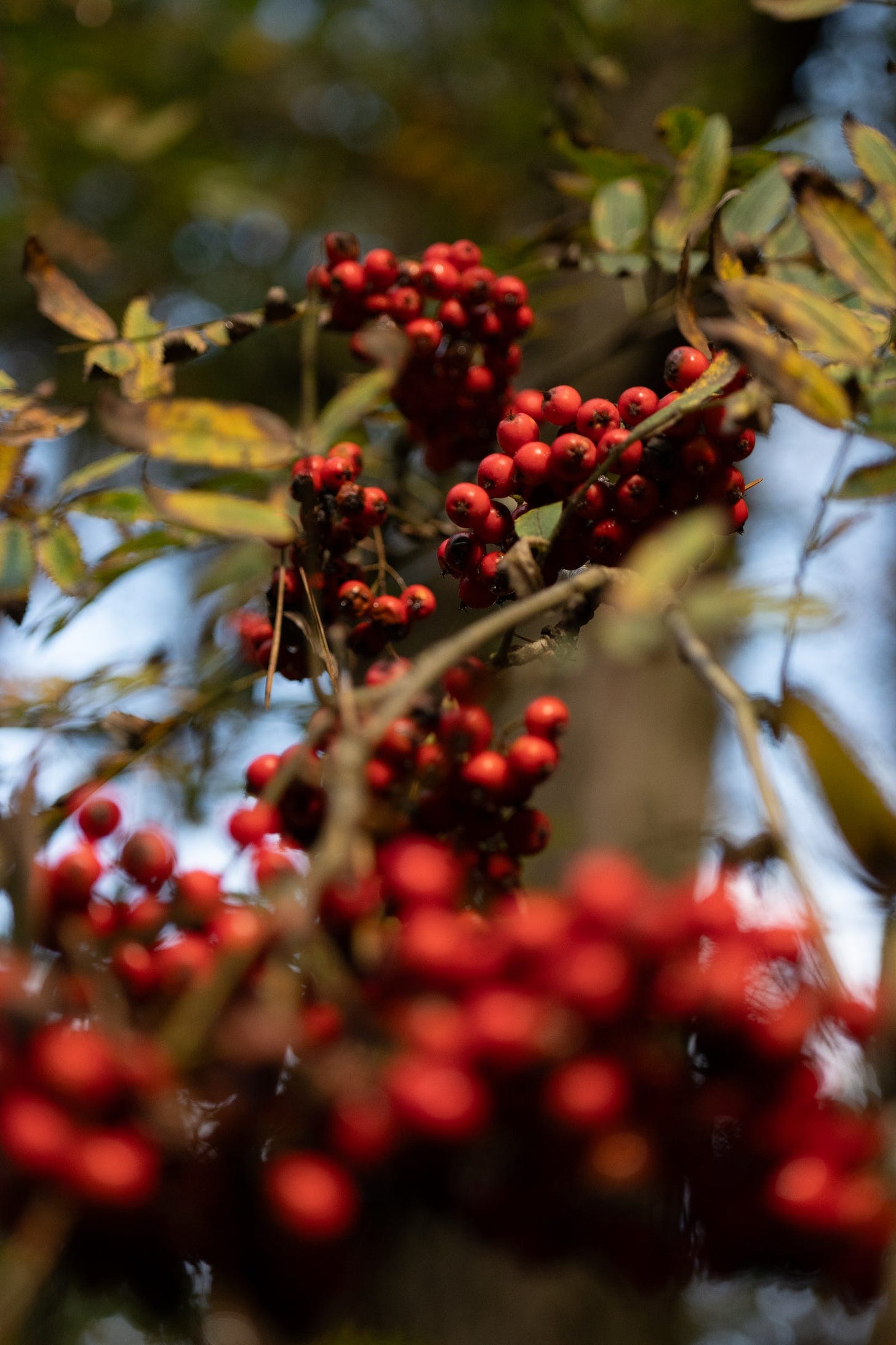 rowan tree, hardcastle crags