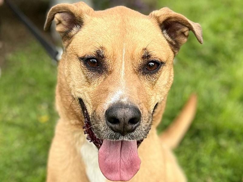 Adoptable Dog of the Week: Ayo