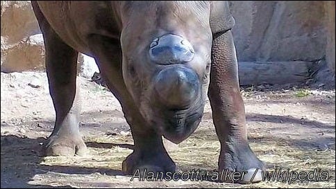 Afr-Zim-1808 BlackRhinoZoo