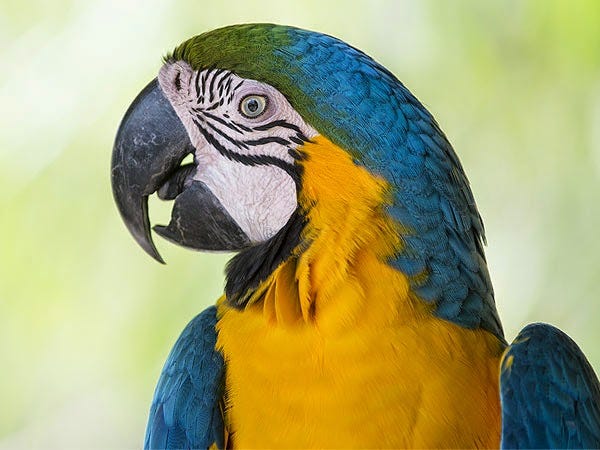 We Heart Parrots