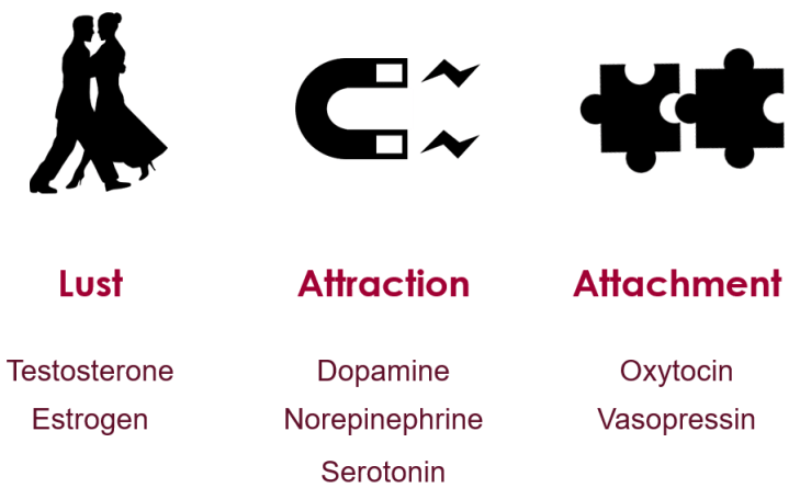 The Neurochemistry of Love - Harvard The Neurochemistry of Love - Harvard